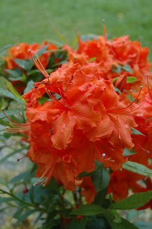 Azalea Ginger